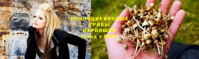 Псилоцибиновые грибы Cubensis  купить  цена  Бугульма 